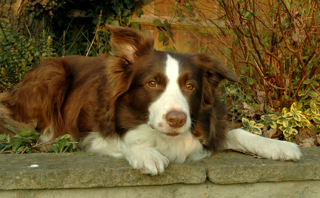 Brown and White Border Collie My Ideal Dog