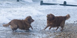 Toller playing in the sea